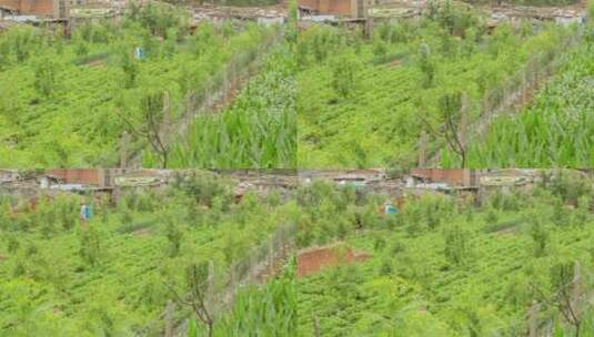 田地农民喷洒除草农药城市近郊棚户区高清在线视频素材下载