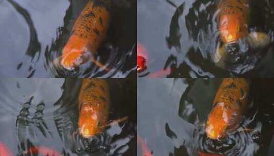池塘里的鲤鱼高清在线视频素材下载