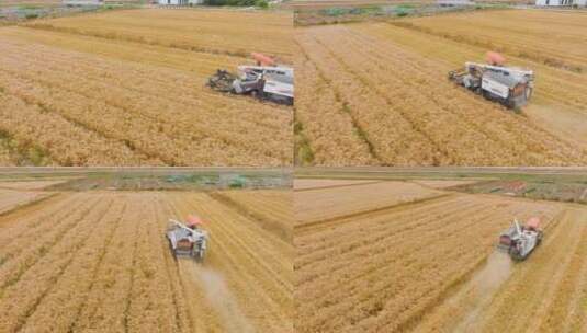 4K航拍割小麦高清在线视频素材下载