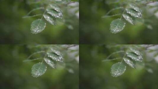夏日雨季露珠实拍高清在线视频素材下载