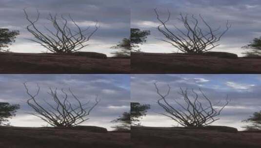 垂直视频Ocotillo植物与云和太阳延时高清在线视频素材下载