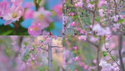 春天花朵樱花绽放过程植物延时视频素材高清在线视频素材下载