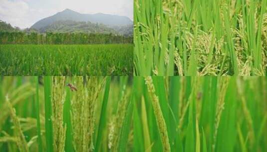 稻谷农作物实拍高清在线视频素材下载