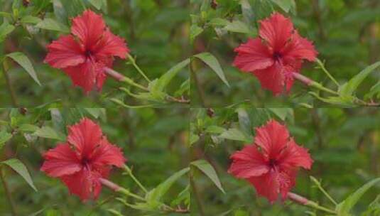 花花朵花瓣红花大红花开放绽放高清在线视频素材下载
