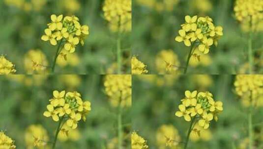 春天盛开的黄色油菜花与采蜜蜜蜂满画幅特写高清在线视频素材下载