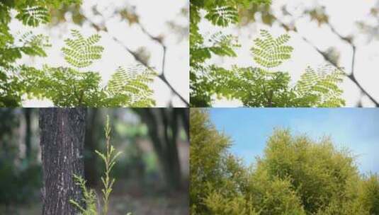 阳光植物希望森林树林树大自然高清在线视频素材下载