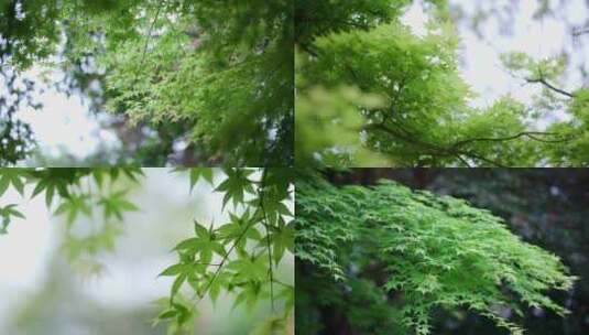 小清新绿叶唯美空镜头4k实拍高清在线视频素材下载