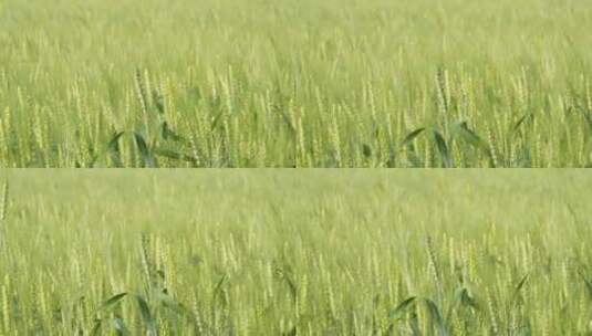 春末夏初农村田野小麦成熟高清在线视频素材下载
