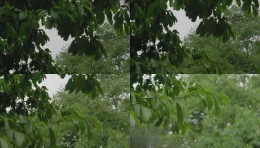 节气谷雨下雨树叶上的特写高清在线视频素材下载