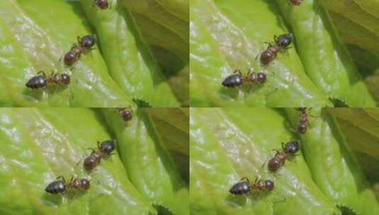 幼蚁栖息在绿叶上的生活高清在线视频素材下载