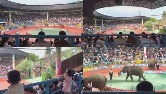 「有版权」原创上海野生动物园游玩合集4K高清在线视频素材下载