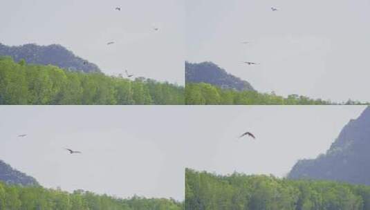 兰卡威海洋公园自然生态老鹰翱翔高清在线视频素材下载