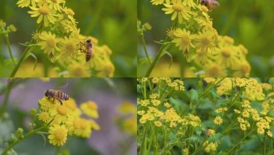 蜜蜂采蜜特写 微距升格 野花蒲儿根中草药高清在线视频素材下载