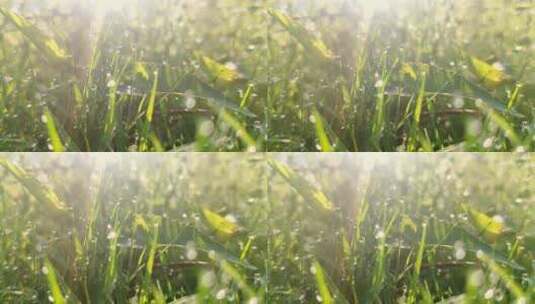 清晨唯美草地雨露逆光唯美日出水滴舒缓抒情高清在线视频素材下载