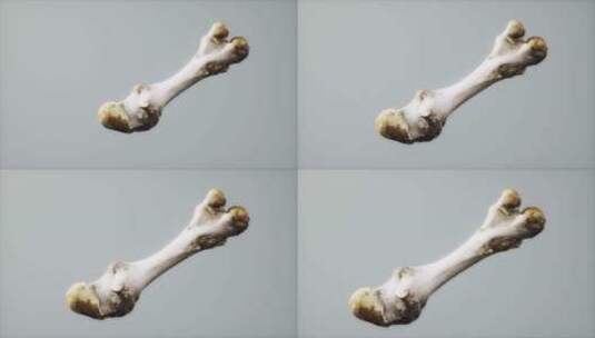 大动物的腿骨高清在线视频素材下载