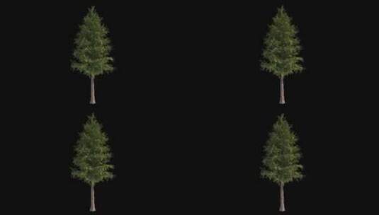 3D树木元素高清在线视频素材下载
