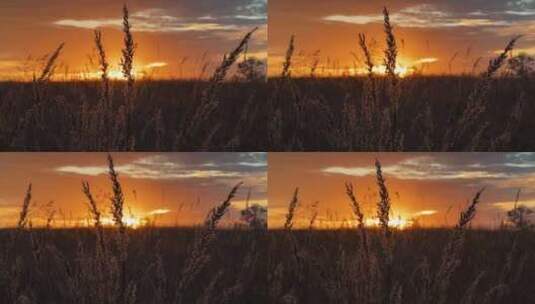 夕阳下的小麦高清在线视频素材下载