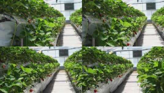 现代化塑料大棚草莓栽培，4K横屏高清在线视频素材下载