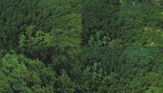 夏天植物森林树林防护林绿色氧吧生态凉快高清在线视频素材下载