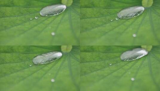 荷叶雨滴滑动特写高清在线视频素材下载