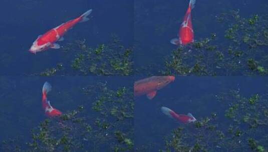 池塘水下游来游去游动的红色鲤鱼锦鲤高清在线视频素材下载