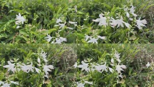 白花 蝴蝶花 绿植高清在线视频素材下载