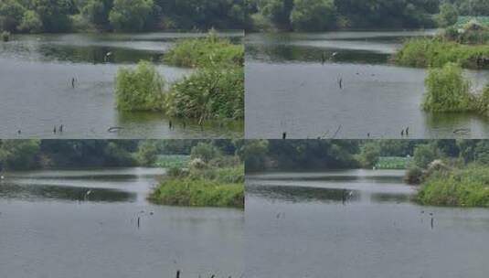 宣传片 河湖生态美景 水鸟高清在线视频素材下载