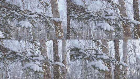 伊春5A景点汤旺河林海奇石景区冬天雪松高清在线视频素材下载