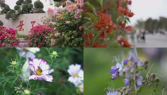 广西南宁青秀山叶子花园秋季花朵绽放素材高清在线视频素材下载