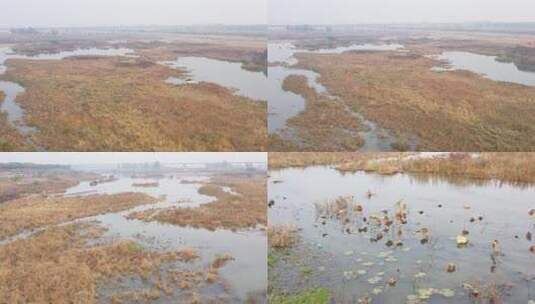 航拍 湿地 鸟 自然保护区 湿地保护区高清在线视频素材下载