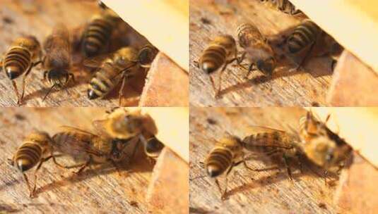 蜂 蜜蜂 特写 光影 采蜜蜂 人工养殖高清在线视频素材下载