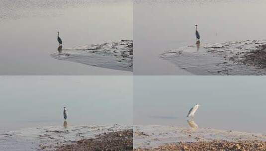 黄河入海口湿地苍鹭高清在线视频素材下载