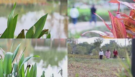 湿地公园休闲时光植物特写散步高清在线视频素材下载