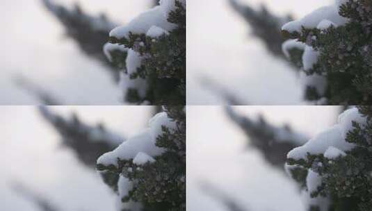 冬天下雪唯美雪景松树枝头被雪覆盖高清在线视频素材下载