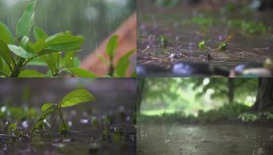 水中嫩绿植物特写高清在线视频素材下载