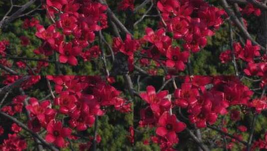 盛开的红色木棉花特写高清在线视频素材下载