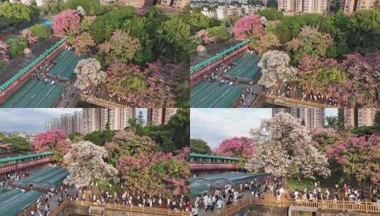 中国广东省广州市天河区华南师范大学异木棉高清在线视频素材下载