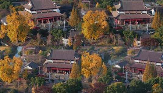 浙江嘉兴梅花洲石佛寺千年银杏航拍高清在线视频素材下载