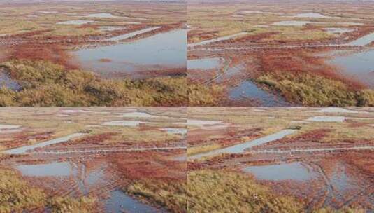 黄河湿地小白额雁航拍高清在线视频素材下载