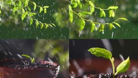 枣芽 枝丫 树 下雨高清在线视频素材下载