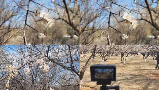 广州市云台花园梅花实景拍摄合集高清在线视频素材下载