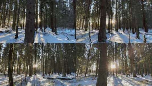 阳光穿透的冬季森林雪景高清在线视频素材下载