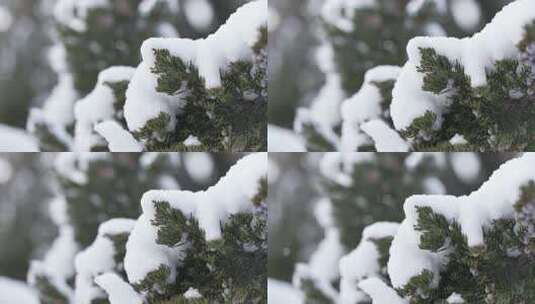 冬天下雪唯美雪景松树枝头被雪覆盖高清在线视频素材下载