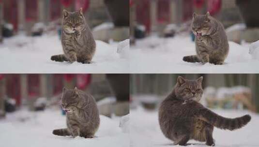 猫咪雪中洗脸高清在线视频素材下载