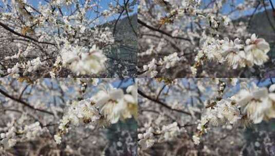 中国广东省广州市从化区广州流溪梅花节高清在线视频素材下载