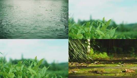 雨中嫩绿茶叶特写高清在线视频素材下载