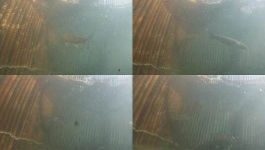被困在水下的鱼高清在线视频素材下载