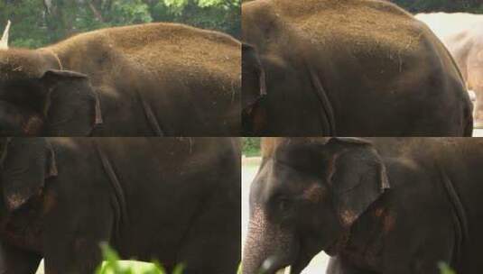 一只大象站着的特写镜头高清在线视频素材下载