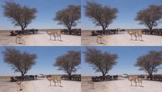 一辆狩猎车在一群角马和跳羚前高清在线视频素材下载