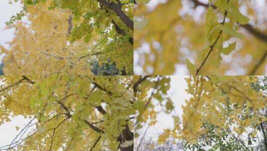 4k升格实拍秋天金黄色银杏空镜头唯美合集高清在线视频素材下载